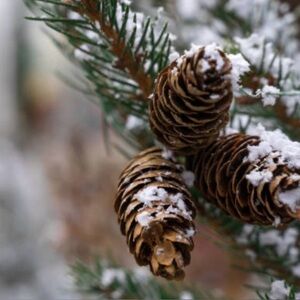 Meet your Posher, Pinecone Picks